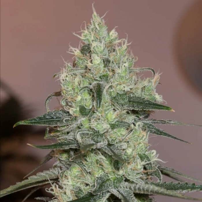 ORIGINAL AMNESIA (Silent Seeds) SEMILLAS DE MARIHUANA FEMINIZADAS