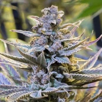 COOKIELATO (Silent Seeds) SEMILLAS DE MARIHUANA FEMINIZADAS