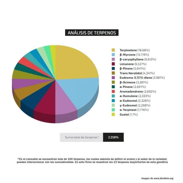 Perfil de terpenos de la variedad Moby Dick de Silent Seeds