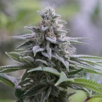 ZKITTLEZ 2.0 (Silent Seeds) - SEMILLAS DE MARIHUANA FEMINIZADAS