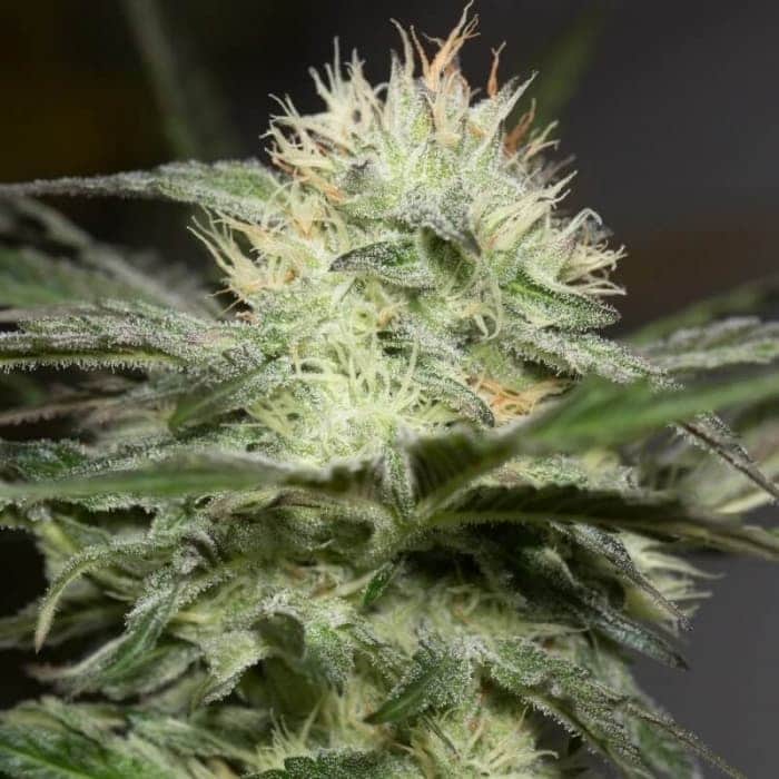 LEMON SORBET (Silent Seeds) SEMILLAS DE MARIHUANA FEMINIZADAS