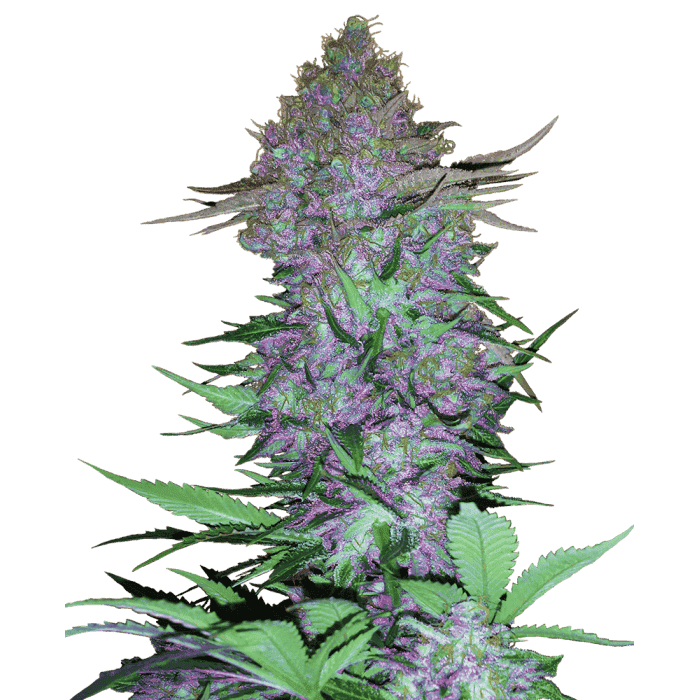 AUTO PURPLE SKUNK (Sensi Seeds)
