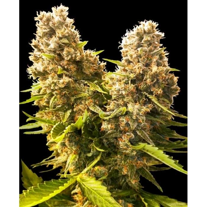 AUTO BANANA KUSH CAKE (Sensi Seeds). Semillas autoflorecientes de marihuana