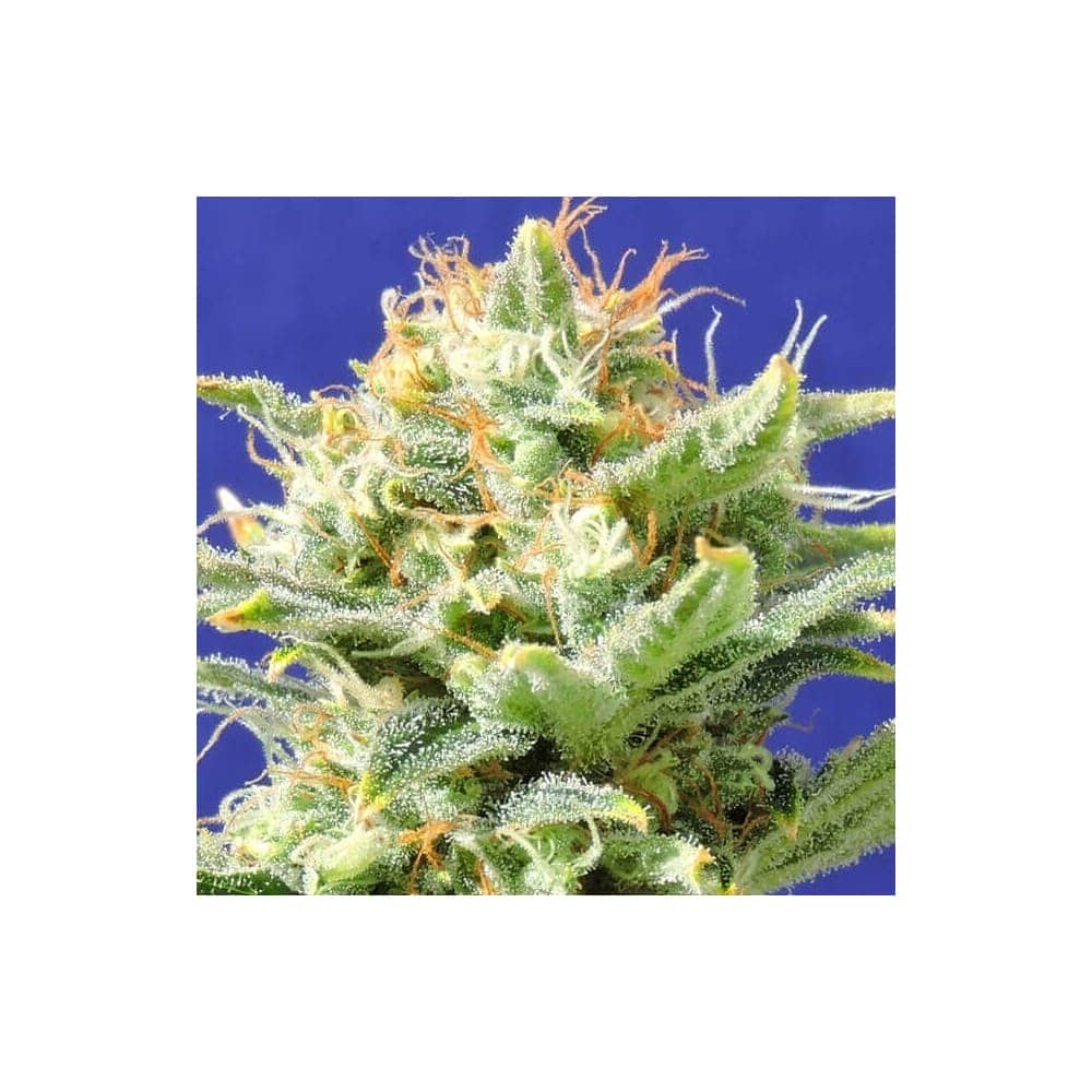 AUTO SKUNK (Original Sensible Seeds)