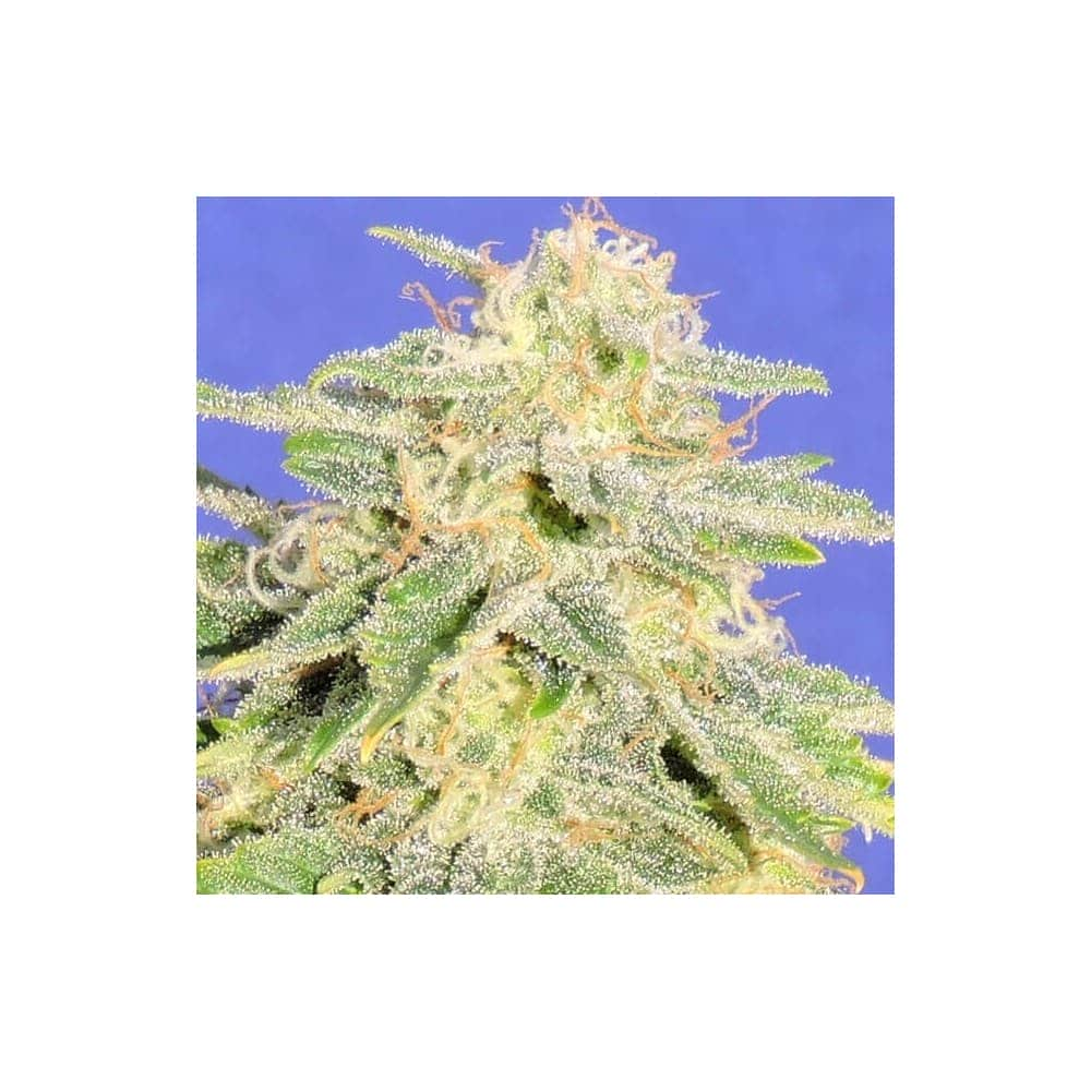 AUTO JH (Original Sensible Seeds)