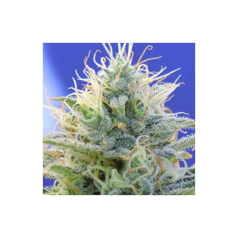 AUTO GHOST OG (Original Sensible Seeds)