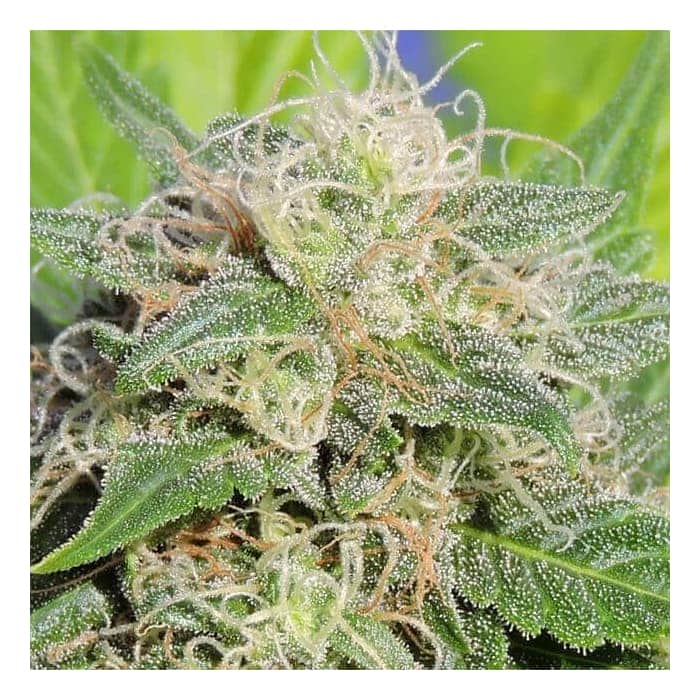 AUTO SUPER LEMON HAZE (Original Sensible Seeds)