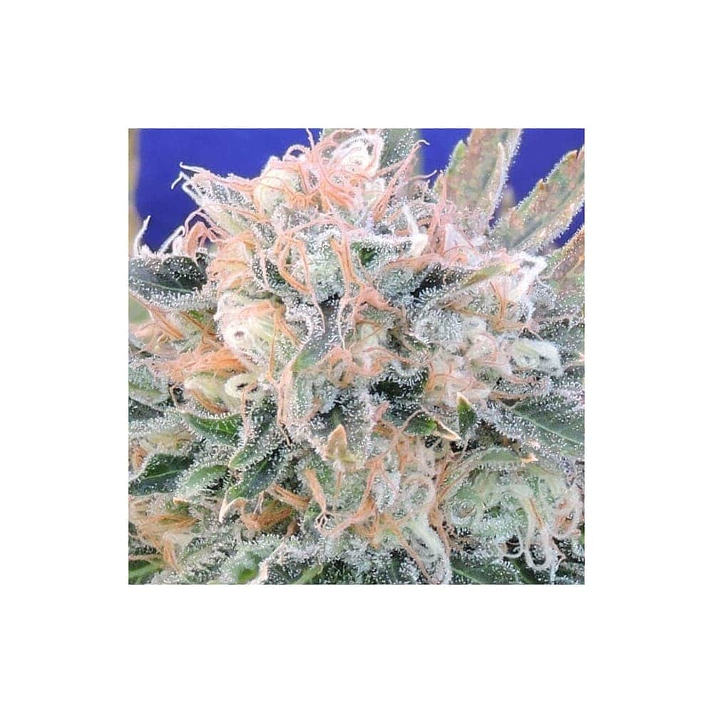 AUTO BLUEBERRY GHOST OG (Original Sensible Seeds)