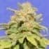 AUTO WHITE CRYSTAL METH (Original Sensible Seeds)