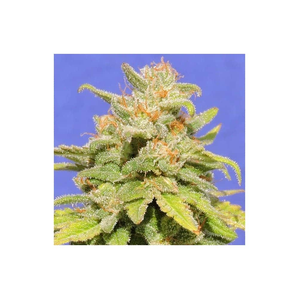 AUTO WHITE CRYSTAL METH (Original Sensible Seeds)