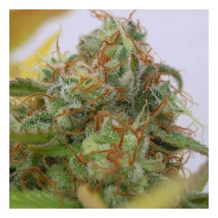 AUTO GORILLA GLUE 4 (Original Sensible Seeds)