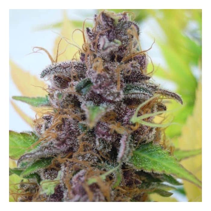 AUTO GELATO (Original Sensible Seeds)