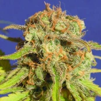 AUTO BRUCE BANNER 3 (Original Sensible Seeds)