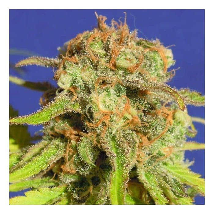 AUTO BRUCE BANNER 3 (Original Sensible Seeds)