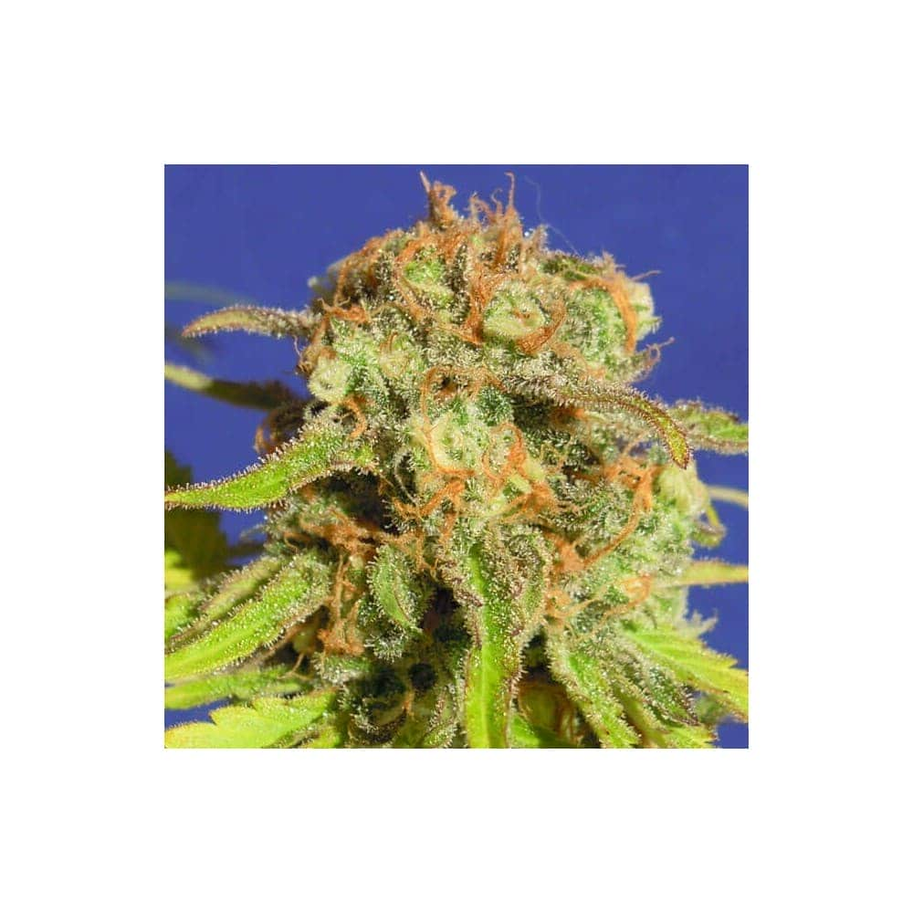 AUTO BRUCE BANNER 3 (Original Sensible Seeds)