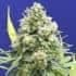 WHITE CRITICAL (Original Sensible Seeds)