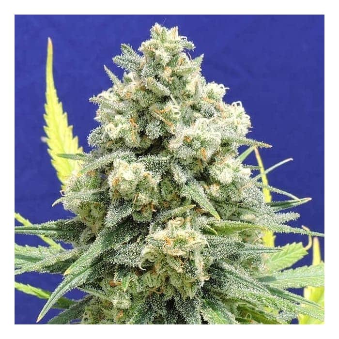 WHITE CRITICAL (Original Sensible Seeds)