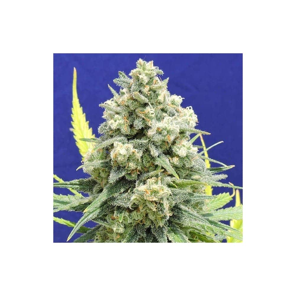 WHITE CRITICAL (Original Sensible Seeds)