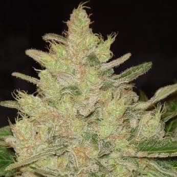 BLUEBERRY GHOST OG (Original Sensible Seeds)