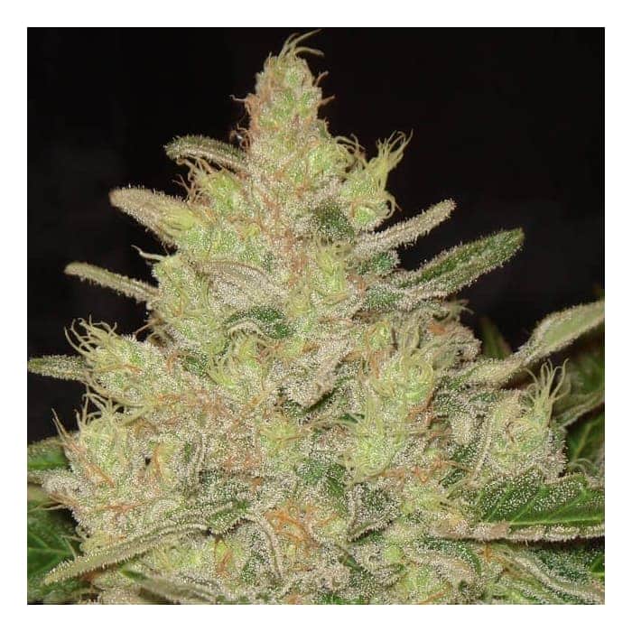 BLUEBERRY GHOST OG (Original Sensible Seeds)