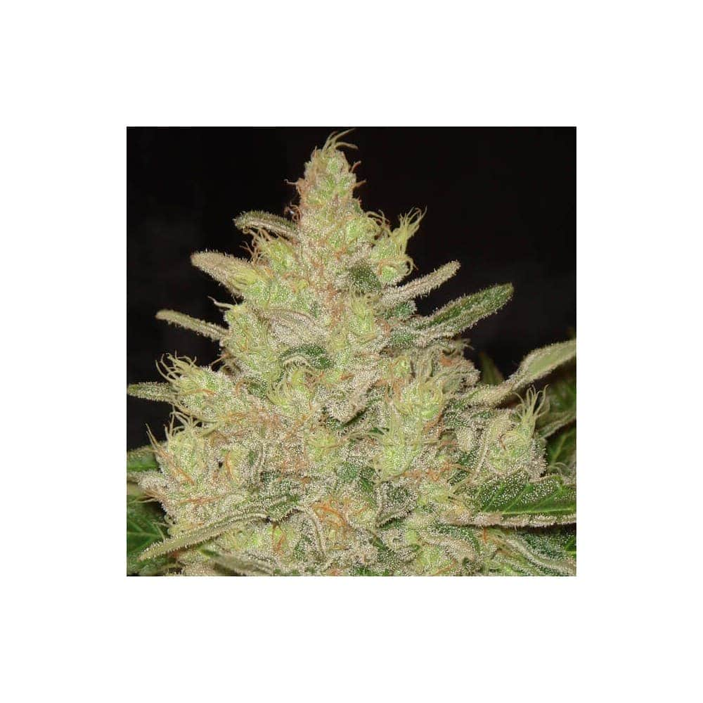 BLUEBERRY GHOST OG (Original Sensible Seeds)