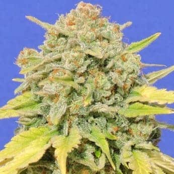 ZKITTLEZ (Original Sensible Seeds)