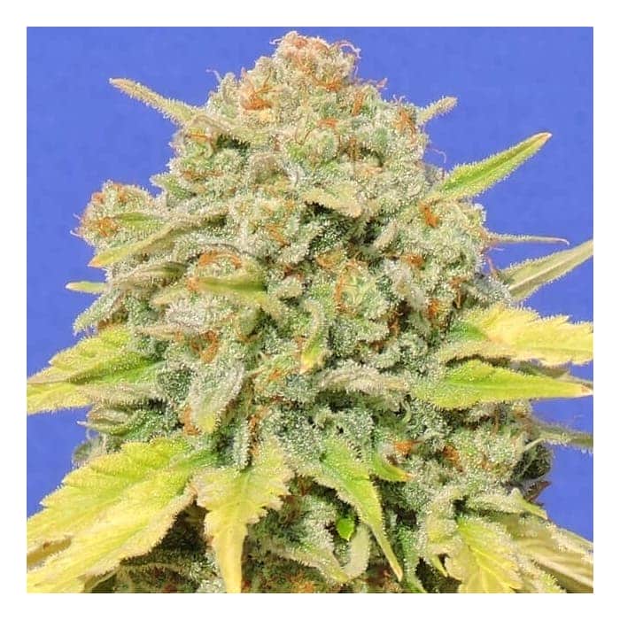 ZKITTLEZ (Original Sensible Seeds)