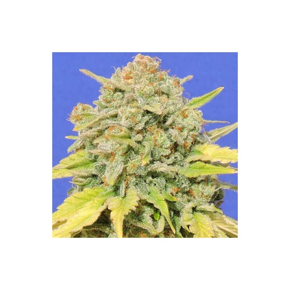 ZKITTLEZ (Original Sensible Seeds)