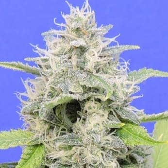 ZKITTZY GORILLA (Original Sensible Seeds)