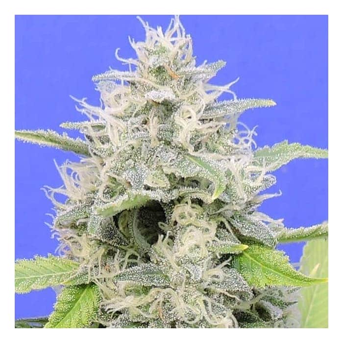 ZKITTZY GORILLA (Original Sensible Seeds)