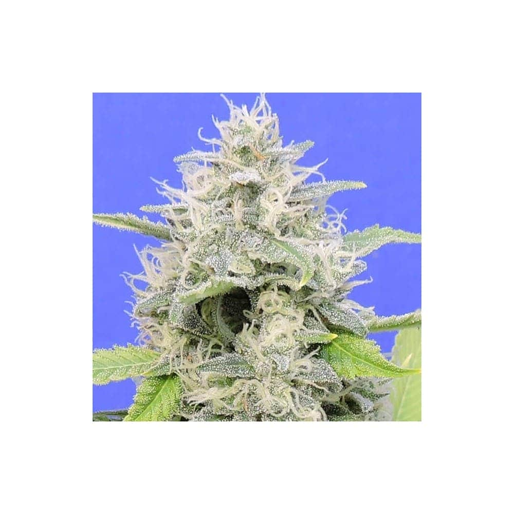 ZKITTZY GORILLA (Original Sensible Seeds)