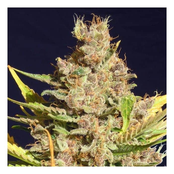 ALIEN GORILLA (Original Sensible Seeds)