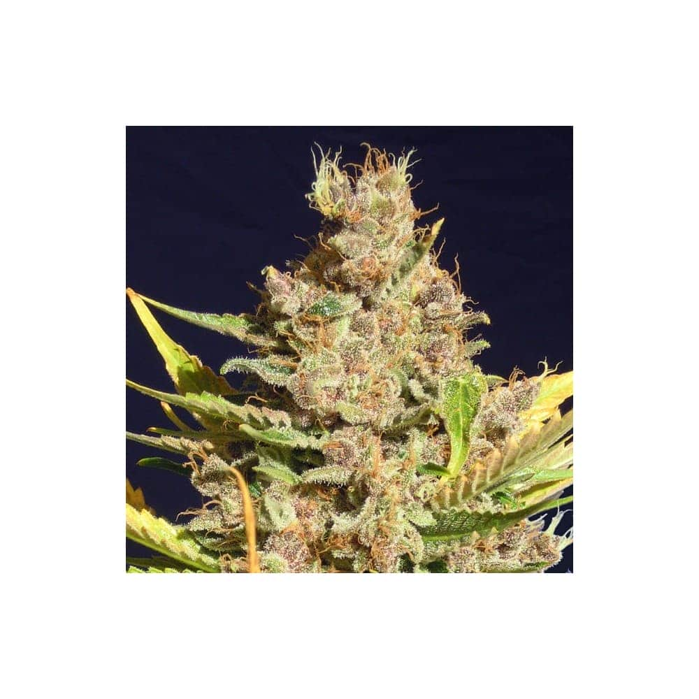 ALIEN GORILLA (Original Sensible Seeds)