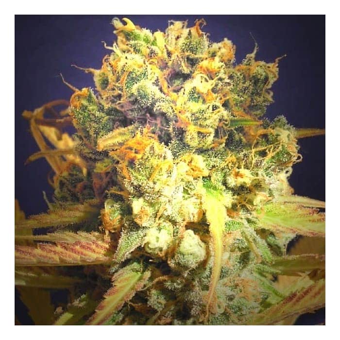 DR BRUCE BANNER CBD (Original Sensible Seeds)
