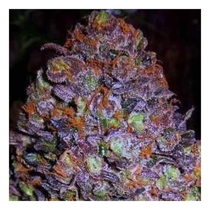 AUTO PURPLE HAZE (Original Sensible Seeds)