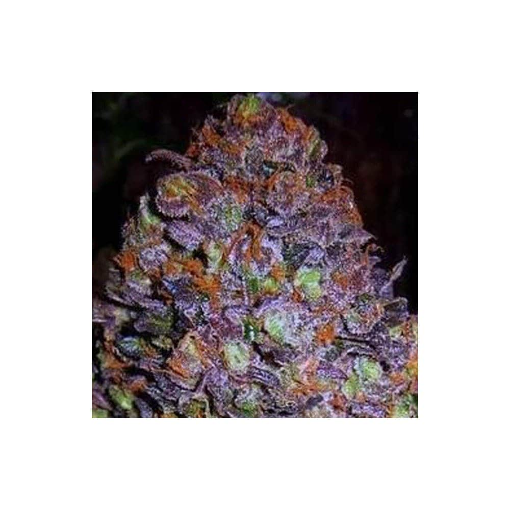 AUTO PURPLE HAZE (Original Sensible Seeds)