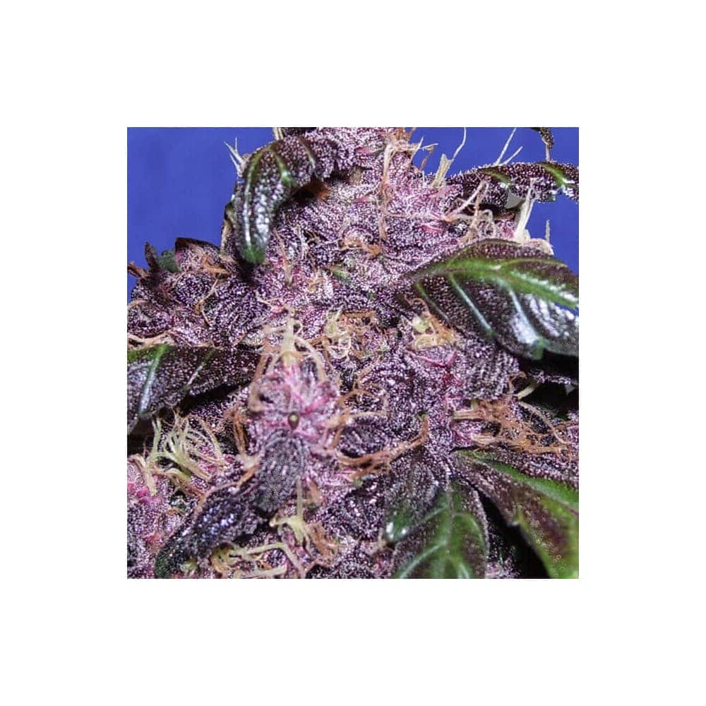 AUTO PURPLE (Original Sensible Seeds)