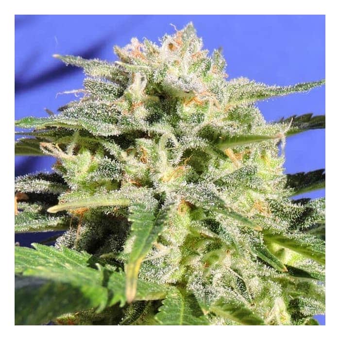 AUTO LEMONBERRY HAZE (Original Sensible Seeds)