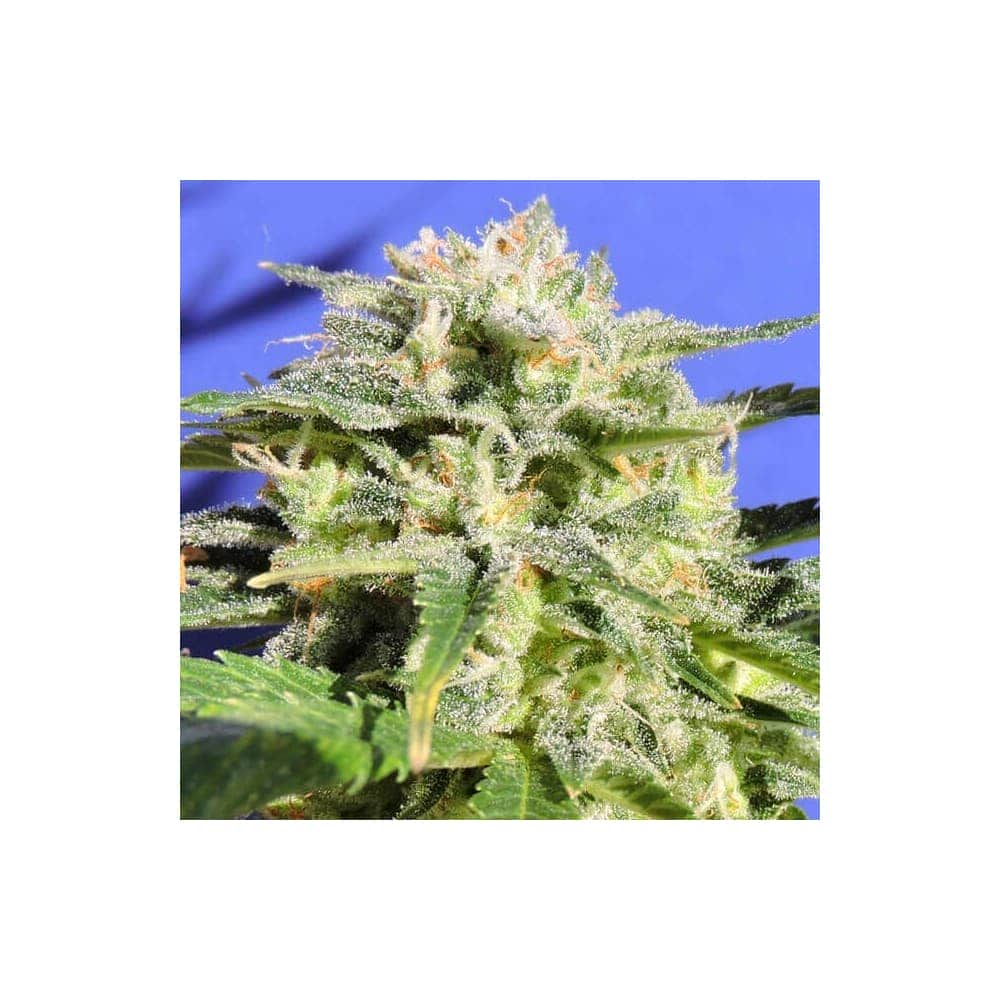 AUTO LEMONBERRY HAZE (Original Sensible Seeds)