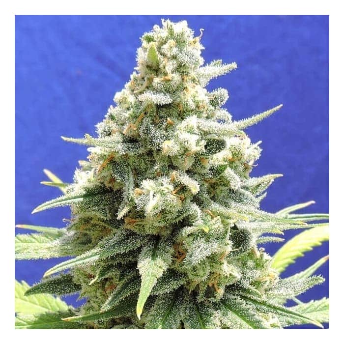 AMNESIA LEMON KUSH (Original Sensible Seeds)