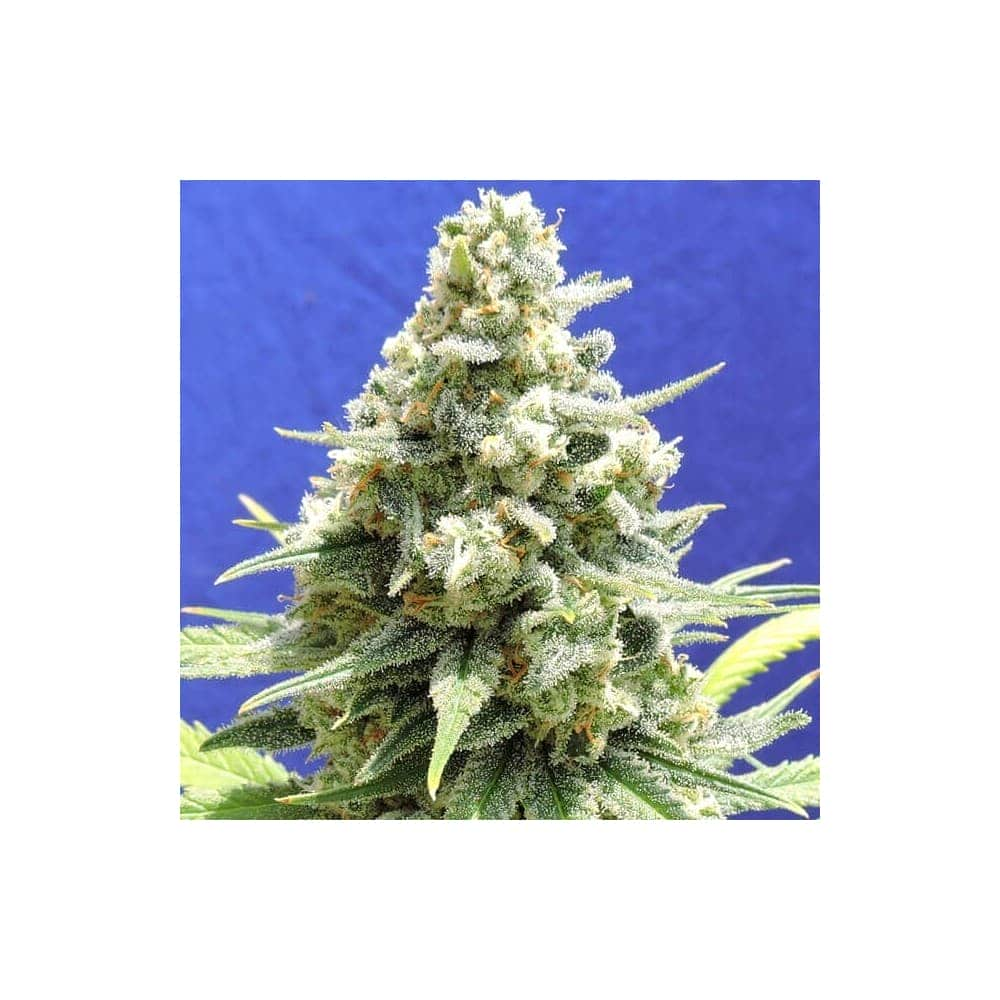 AMNESIA LEMON KUSH (Original Sensible Seeds)