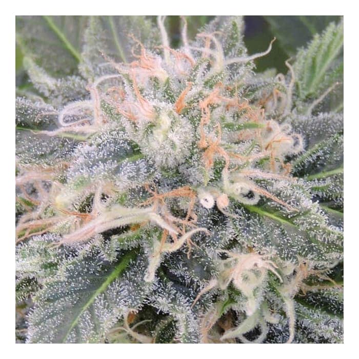 BLACK GHOST OG (Original Sensible Seeds)