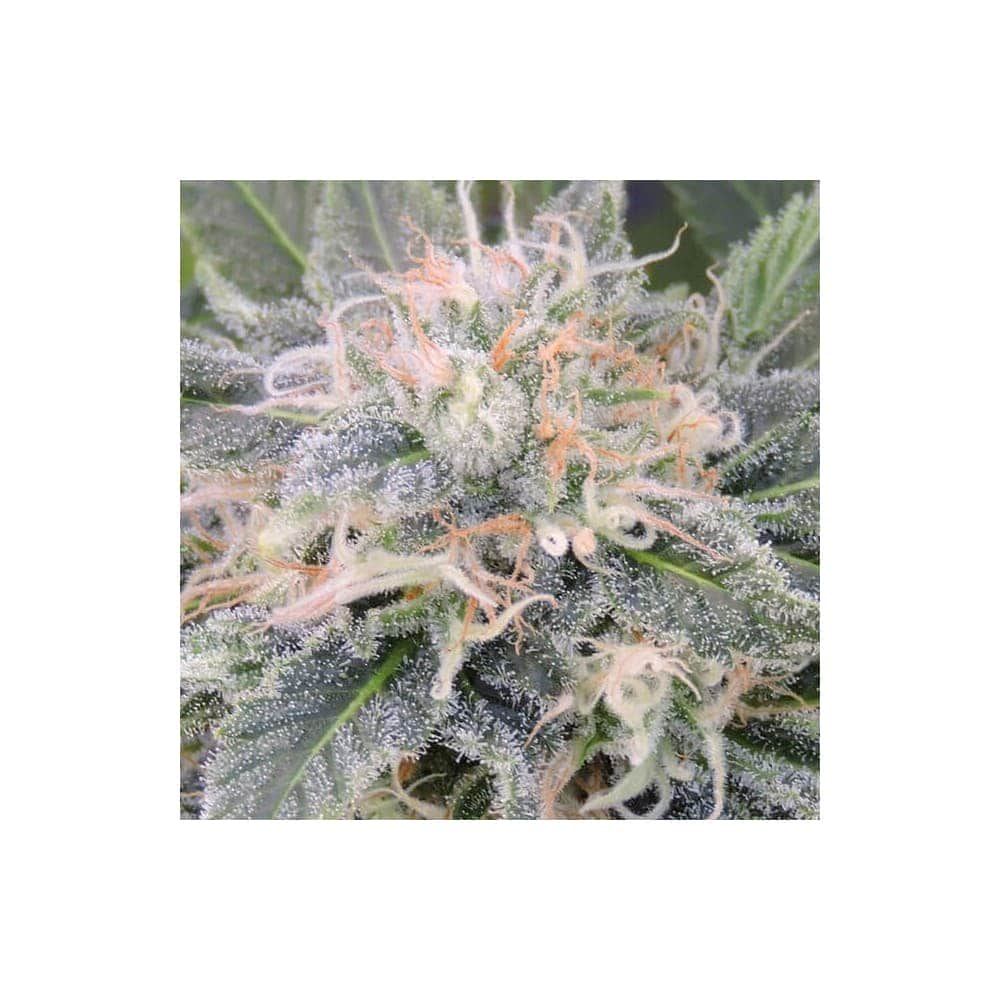 BLACK GHOST OG (Original Sensible Seeds)