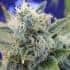GIRL SCOUT COOKIES (Original Sensible Seeds)