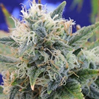 GIRL SCOUT COOKIES (Original Sensible Seeds)