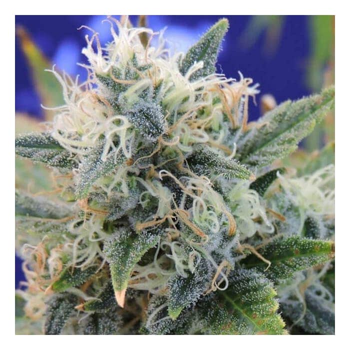 GIRL SCOUT COOKIES (Original Sensible Seeds)