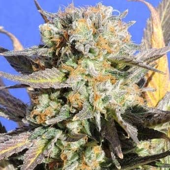 GRANDADDY BLACK (Original Sensible Seeds)