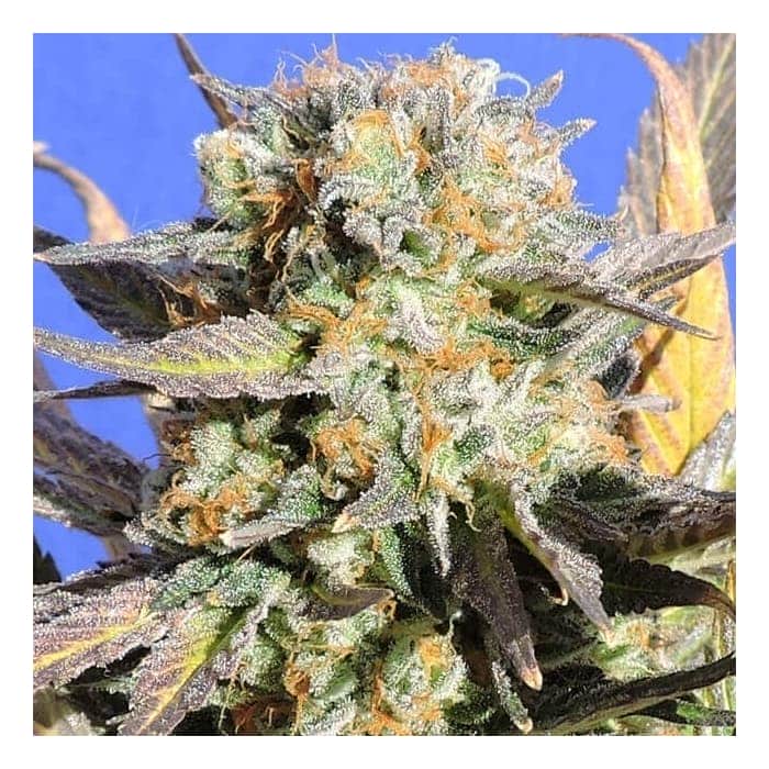 GRANDADDY BLACK (Original Sensible Seeds)