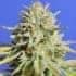 GORILLA GLUE 4 (Original Sensible Seeds)