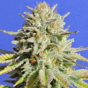 GORILLA GLUE 4 (Original Sensible Seeds)